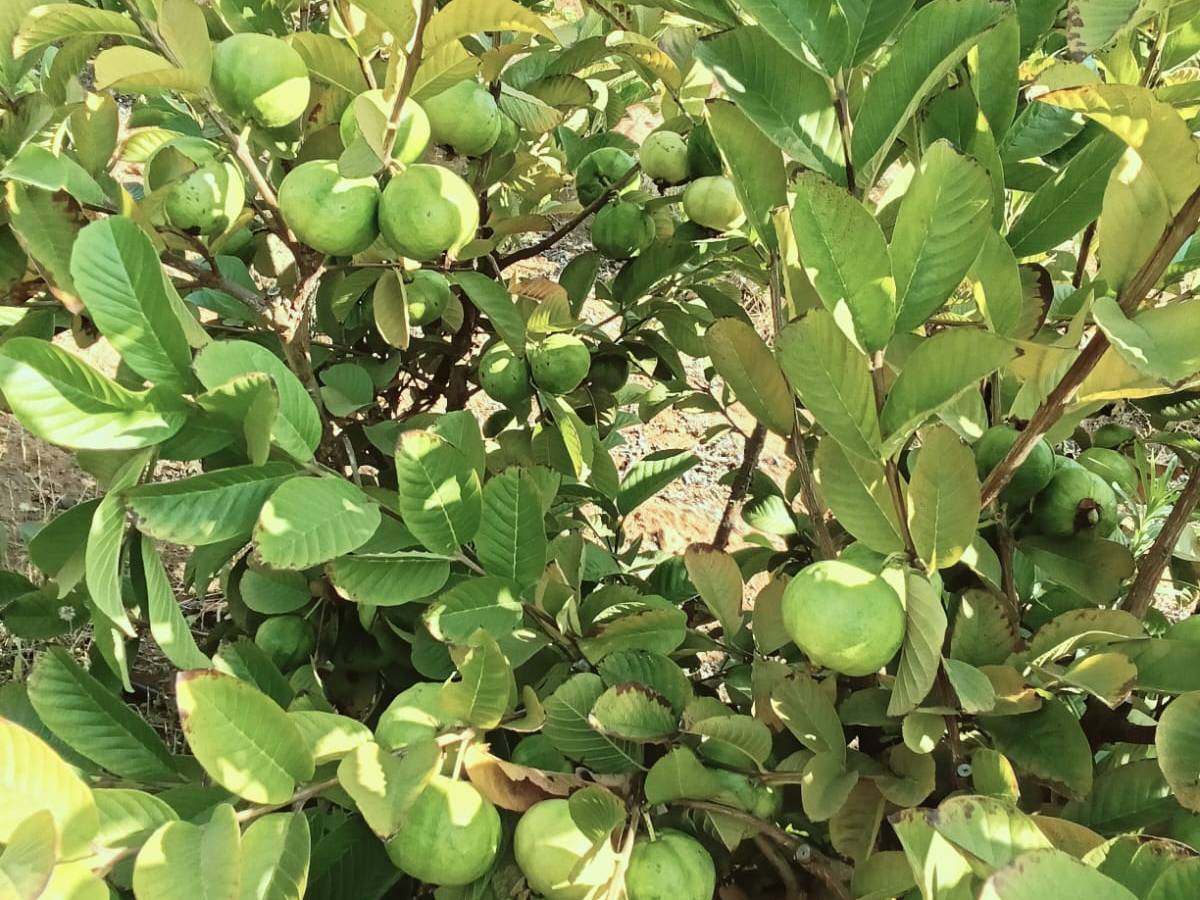 Taiwan Pink for sale in Sangli, Maharashtra