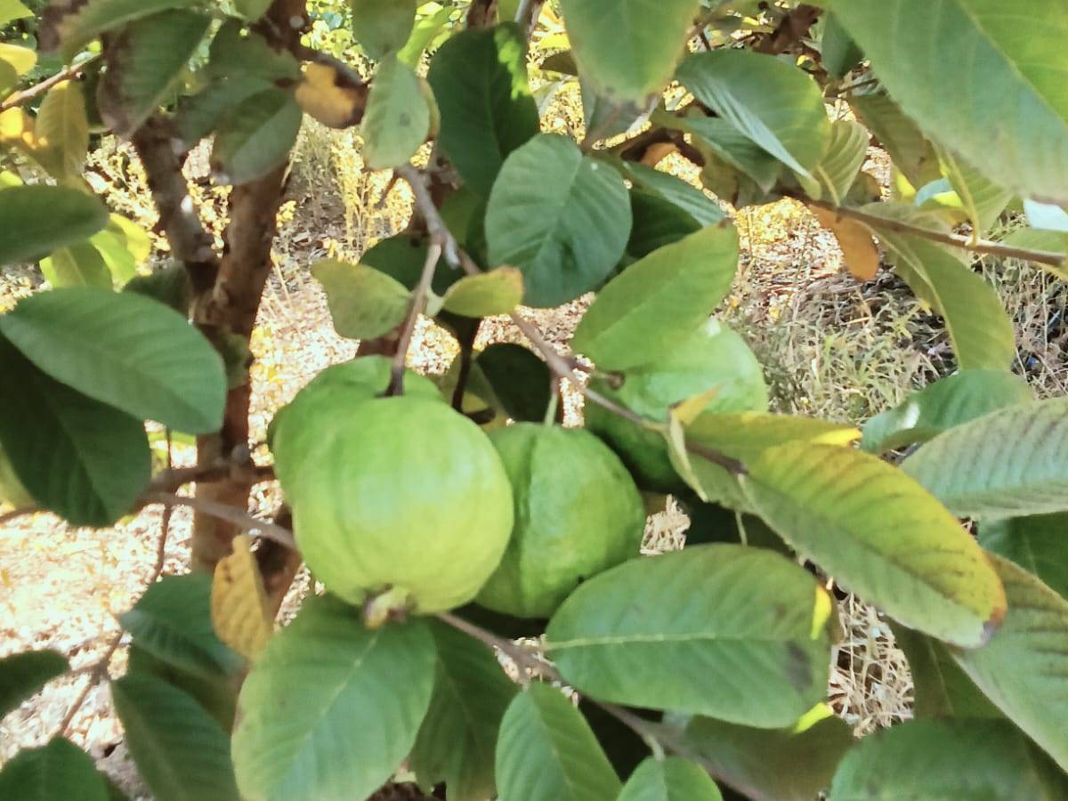 Taiwan Pink for sale in Sangli, Maharashtra