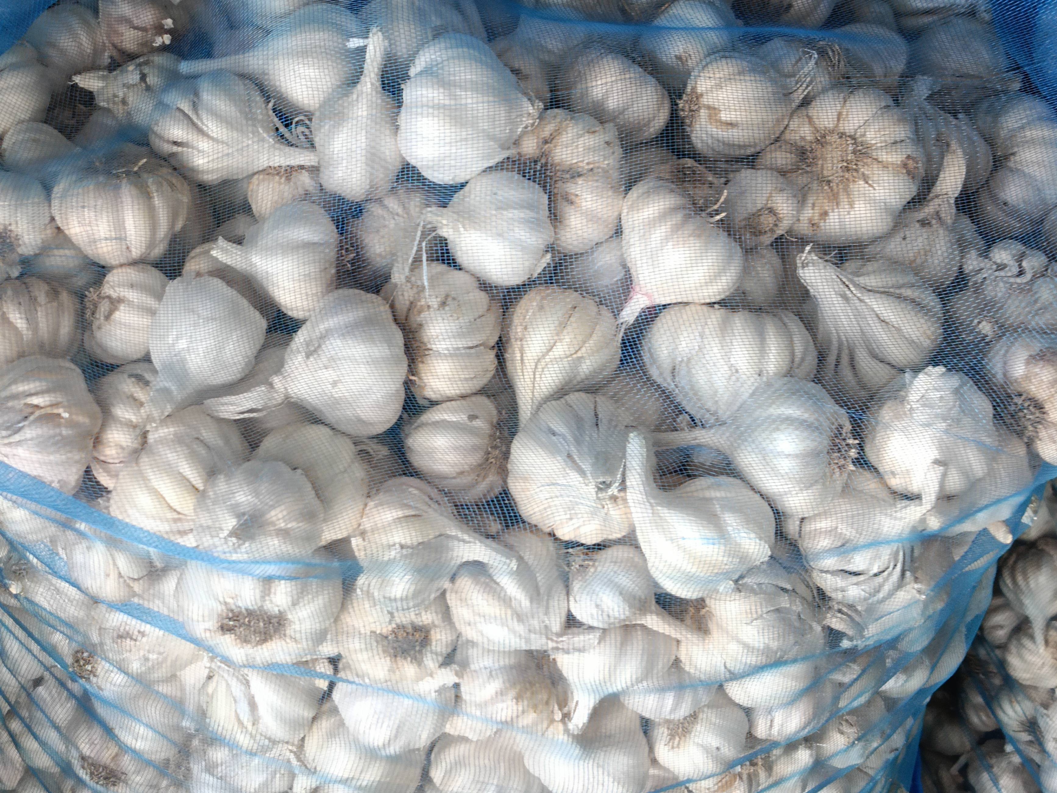 White Garlic for sale in Bundi, Rajasthan