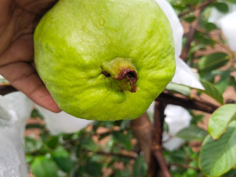 Taiwan Pink विक्रीसाठी, अहिल्यानगर, महाराष्ट्र