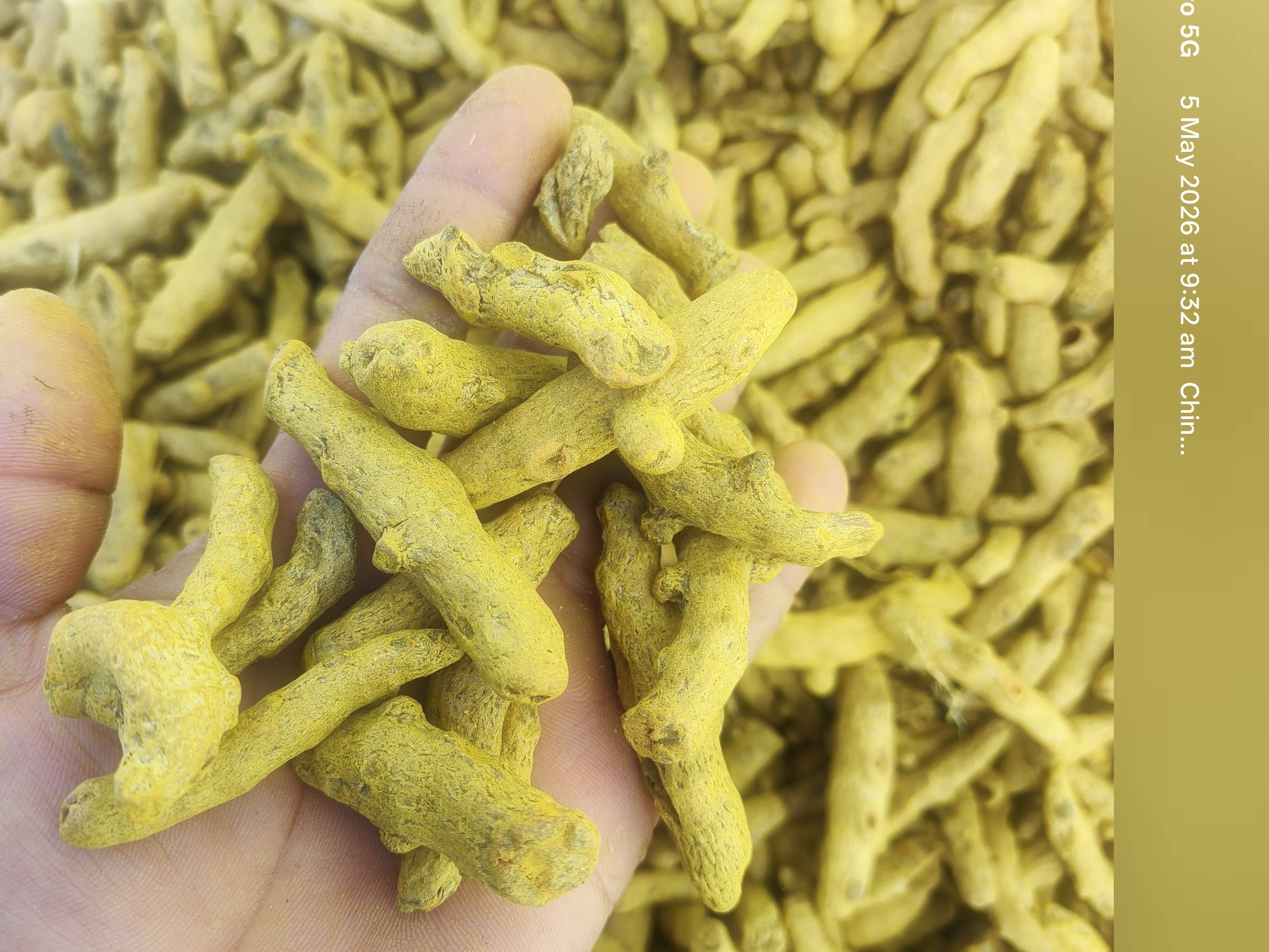 Turmeric विक्रीसाठी, छत्रपती संभाजीनगर, महाराष्ट्र
