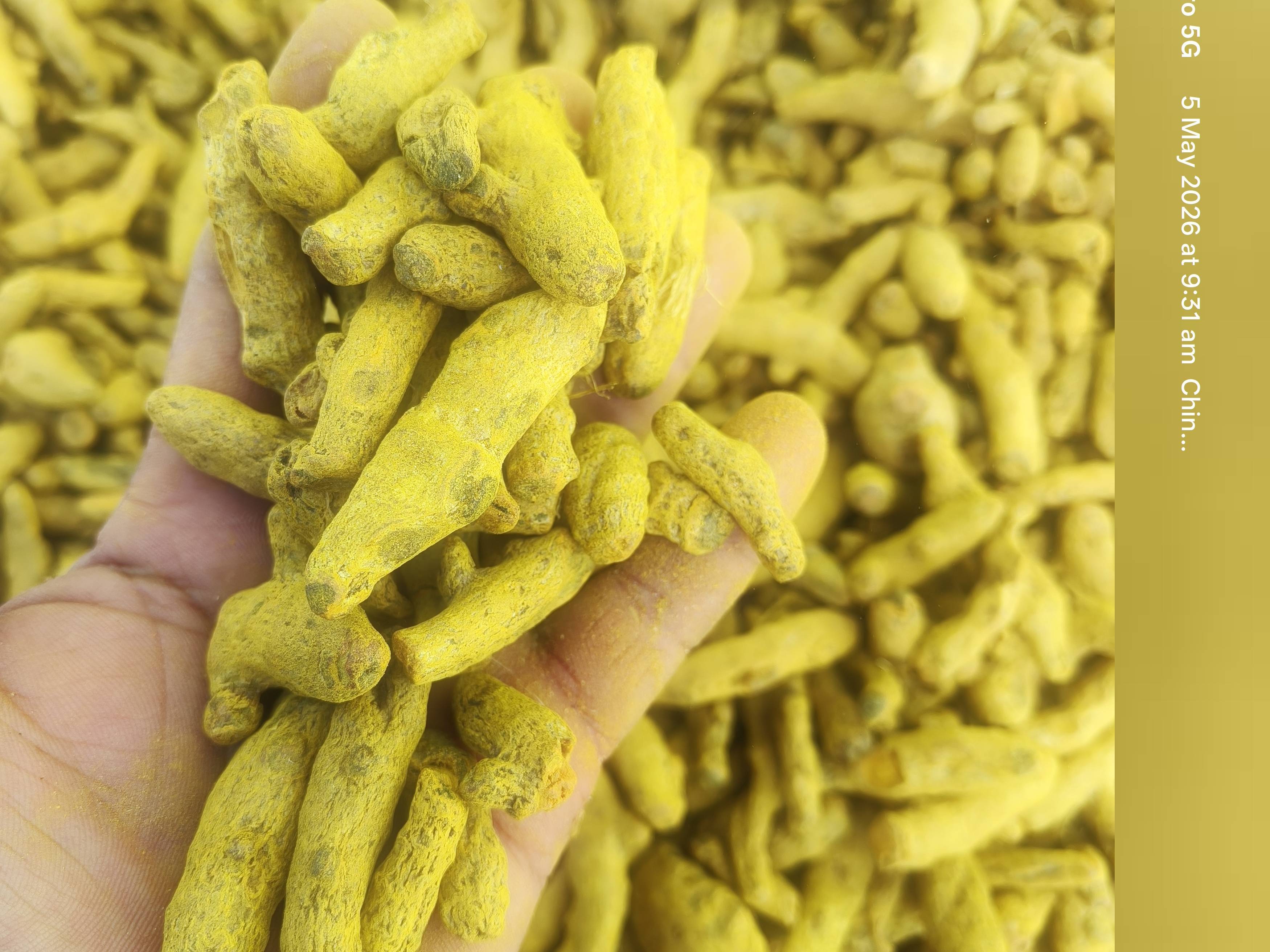 Turmeric विक्रीसाठी, छत्रपती संभाजीनगर, महाराष्ट्र