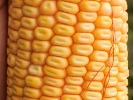 Dent Corn विक्रीसाठी, छत्तीसगड