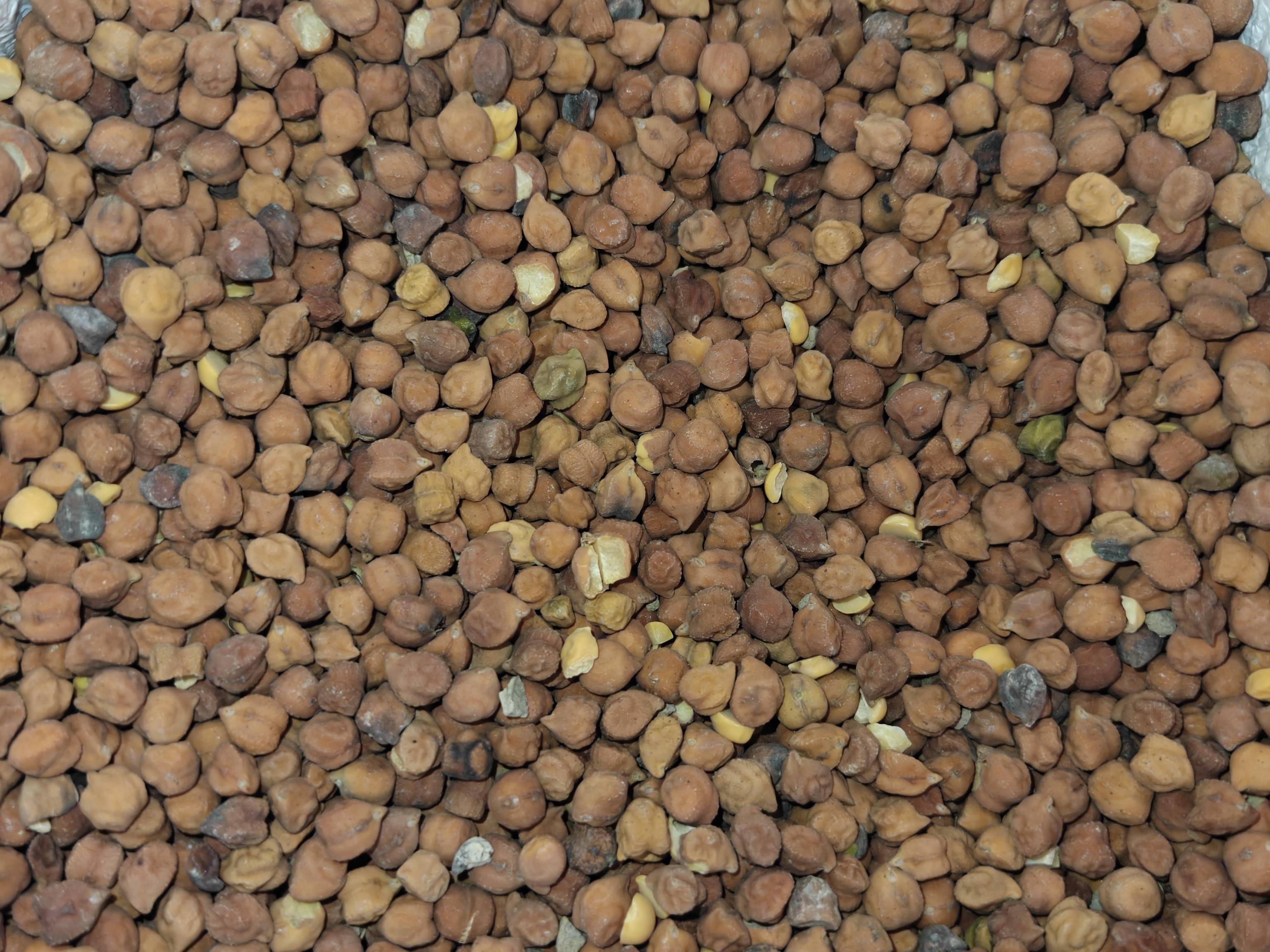 चणे Desi Chickpeas
