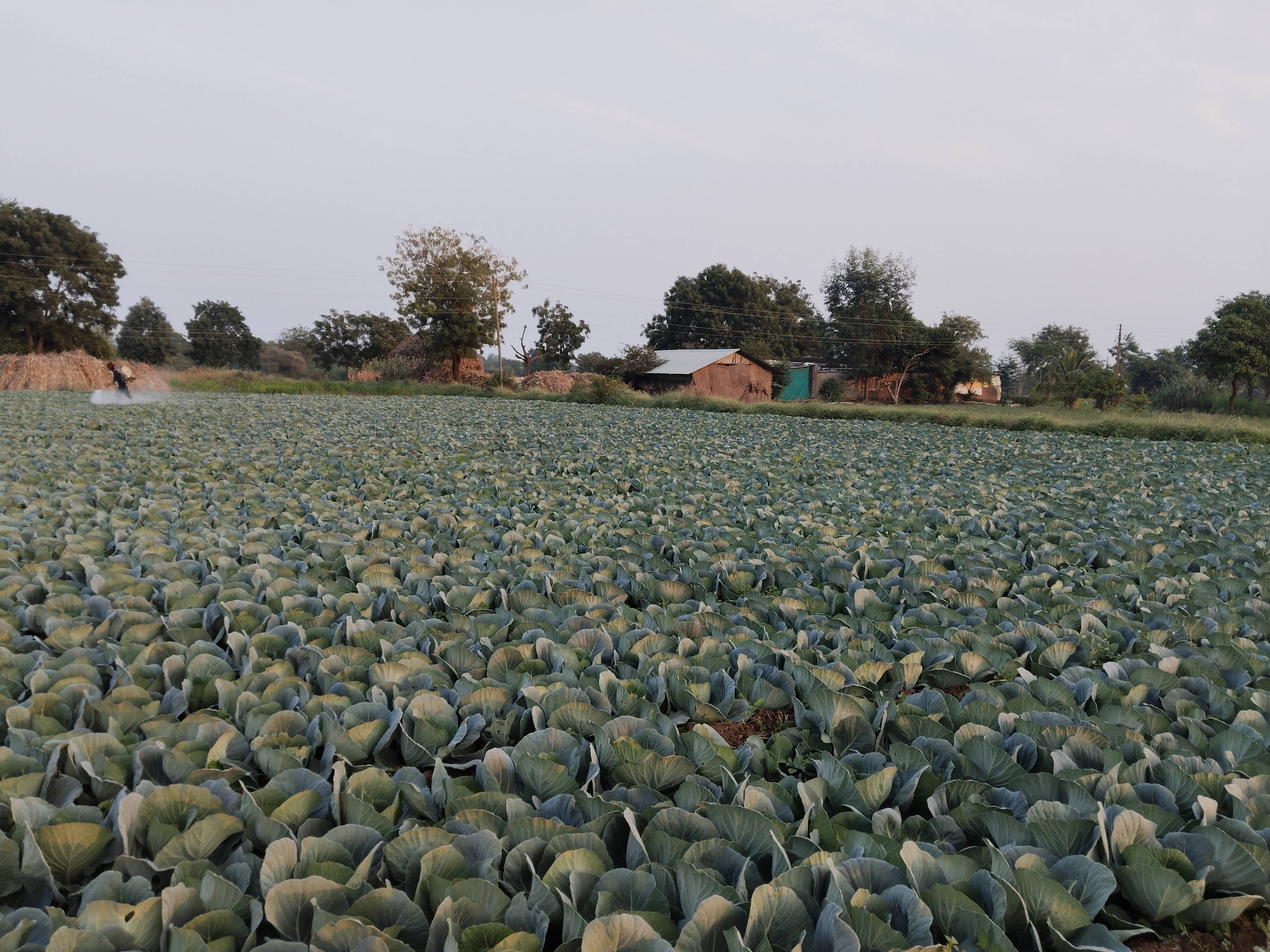 Green Cabbage for sale in Nashik, Maharashtra