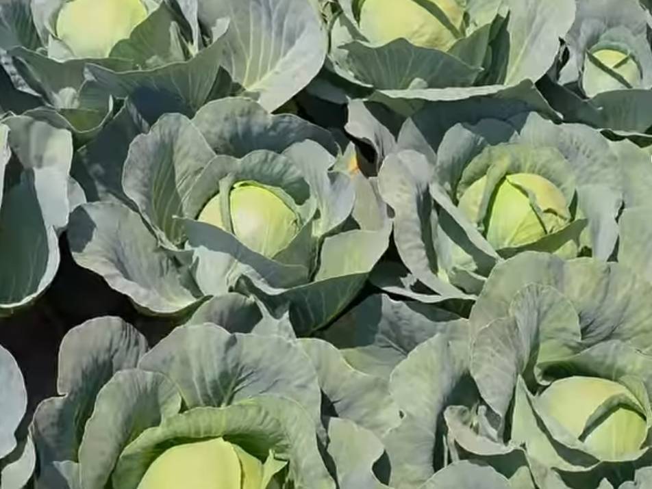 Green Cabbage विक्रीसाठी, नाशिक, महाराष्ट्र