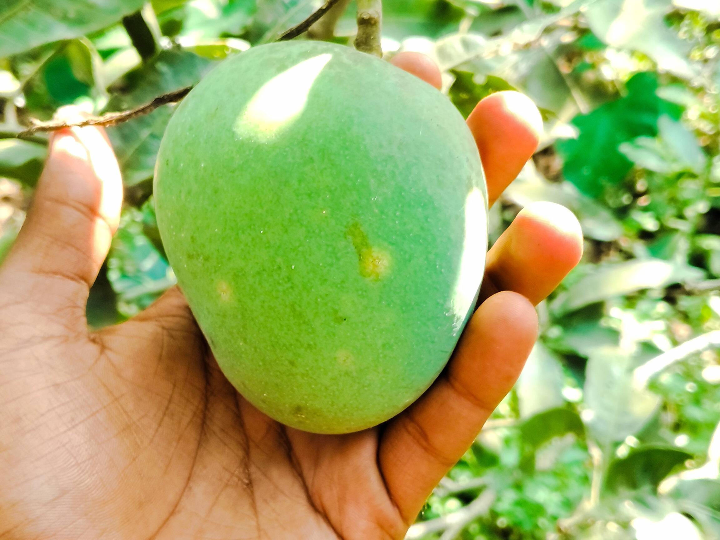 Himsagar विक्रीसाठी, नदिया, पश्चिम बंगाल