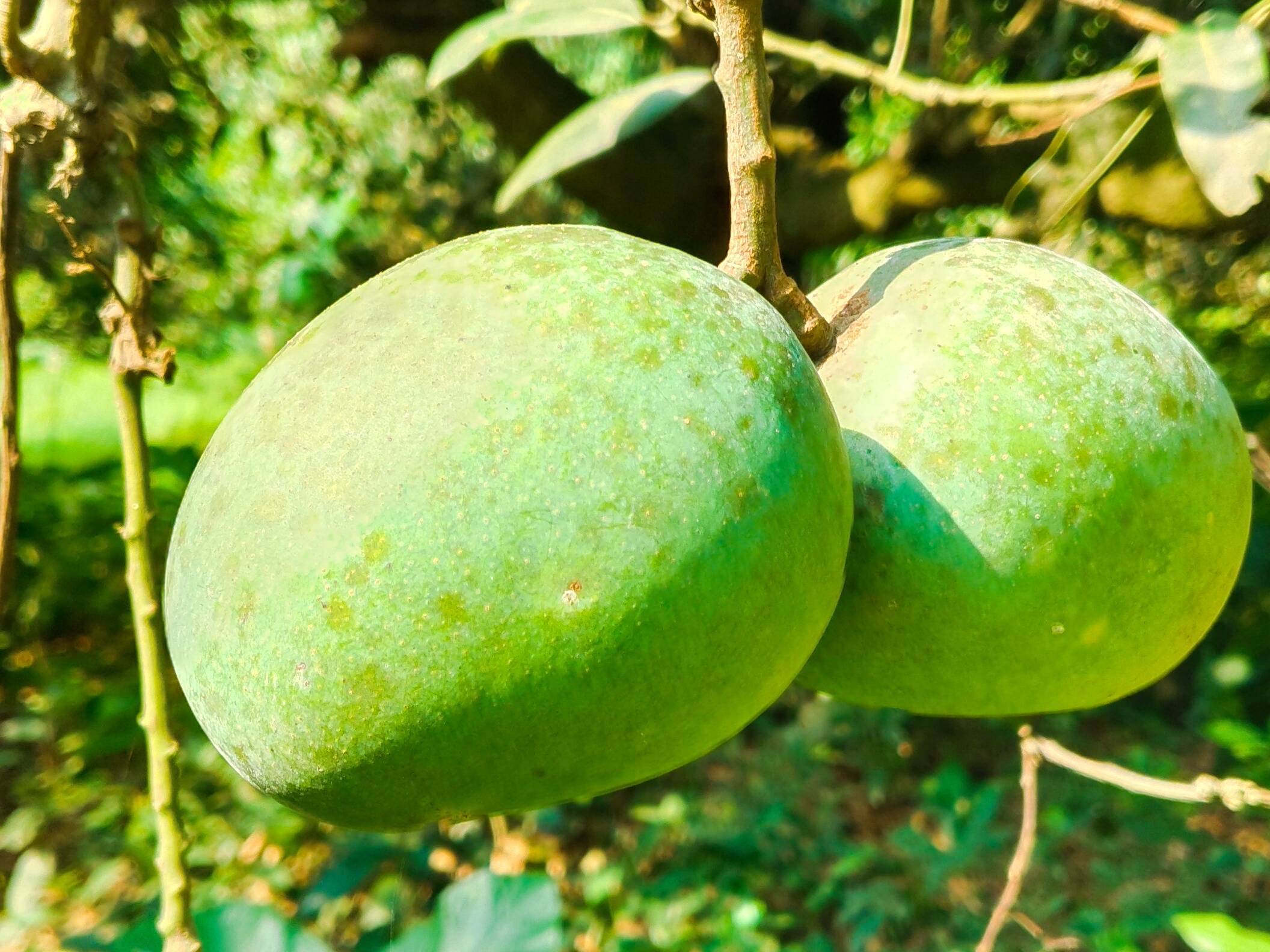 Himsagar विक्रीसाठी, नदिया, पश्चिम बंगाल