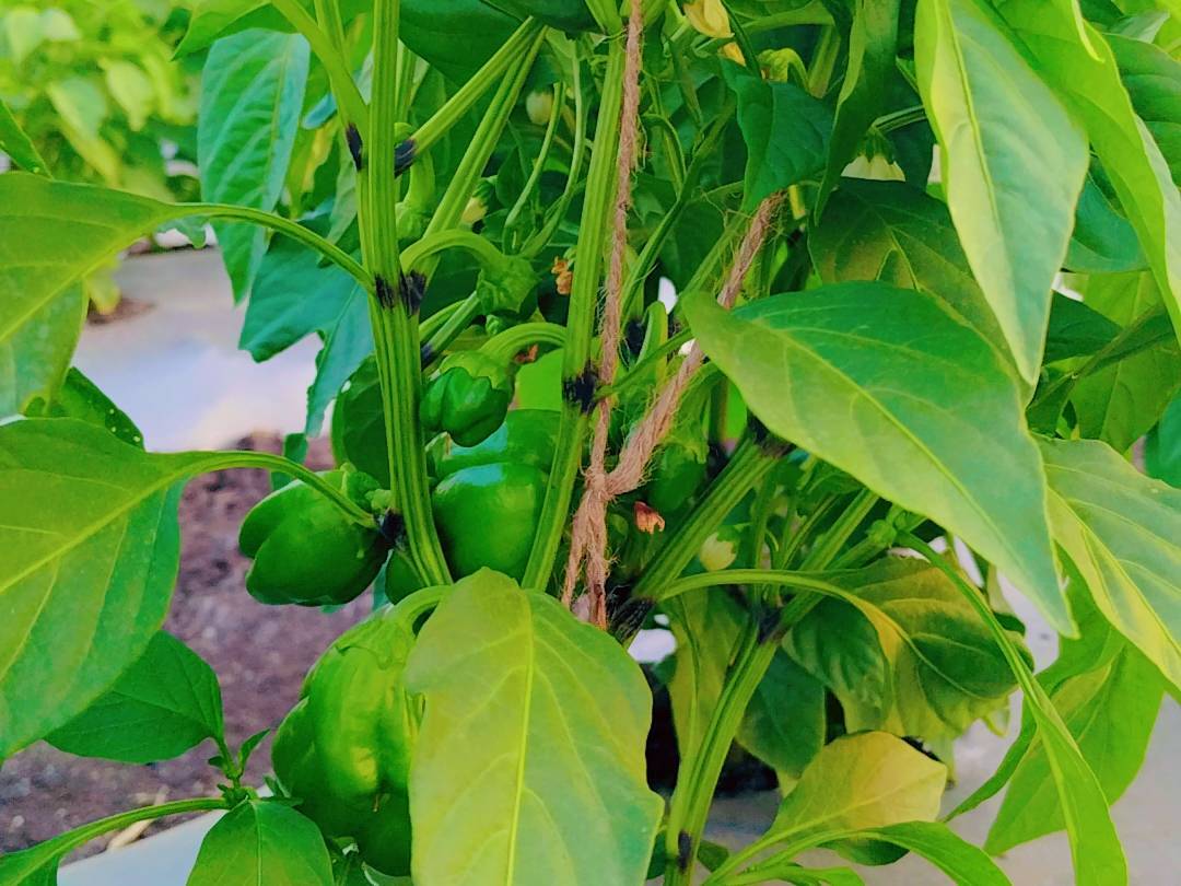 Indus 11 for sale in Satara, Maharashtra