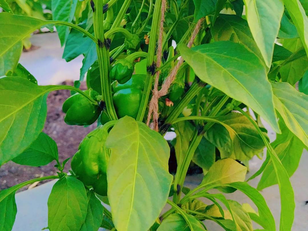 Indus 11 for sale in Satara, Maharashtra