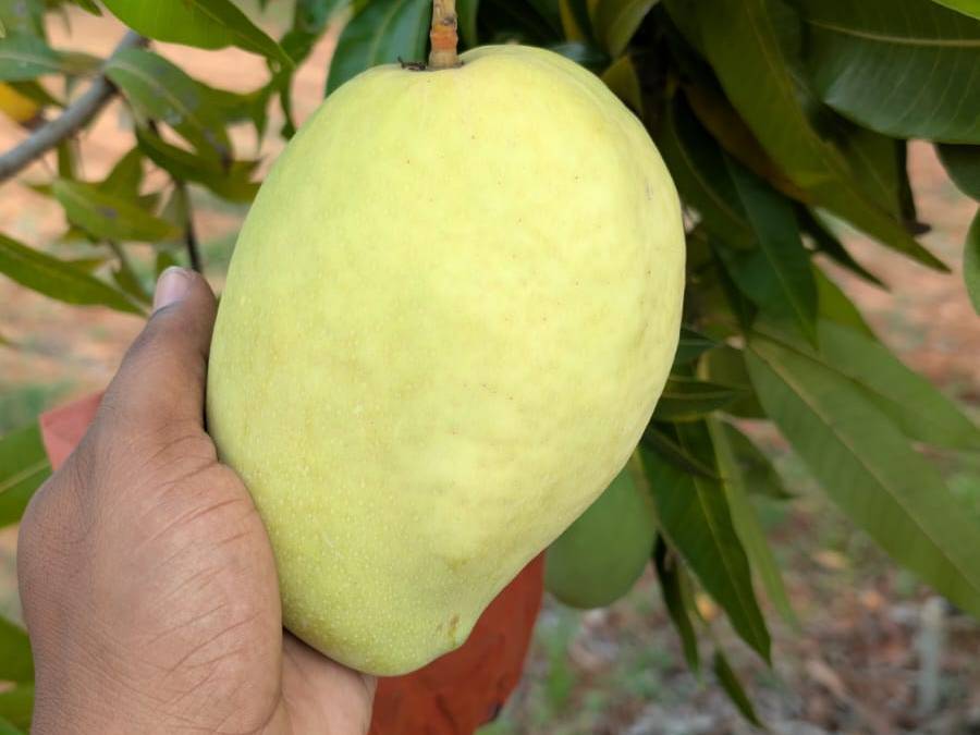 Banganapalli विक्रीसाठी, कोलार, कर्नाटक