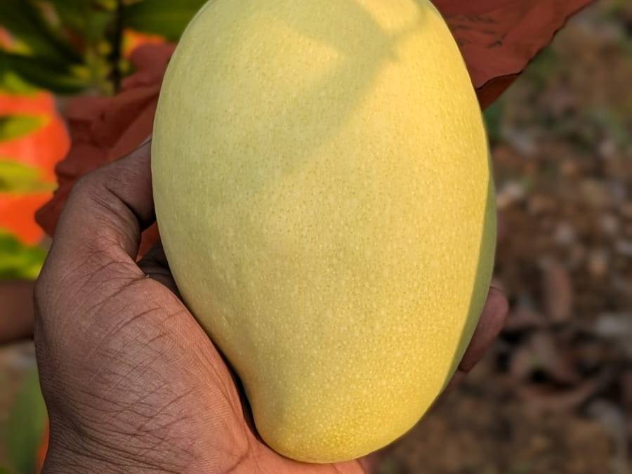 Banganapalli विक्रीसाठी, कोलार, कर्नाटक
