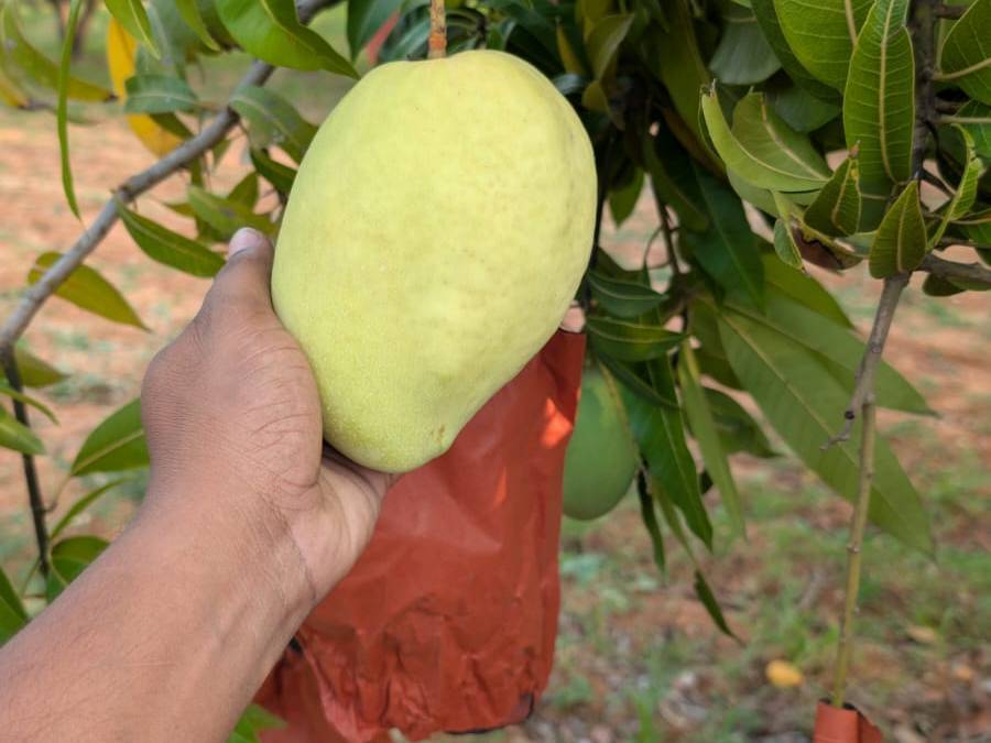 Banganapalli विक्रीसाठी, कोलार, कर्नाटक