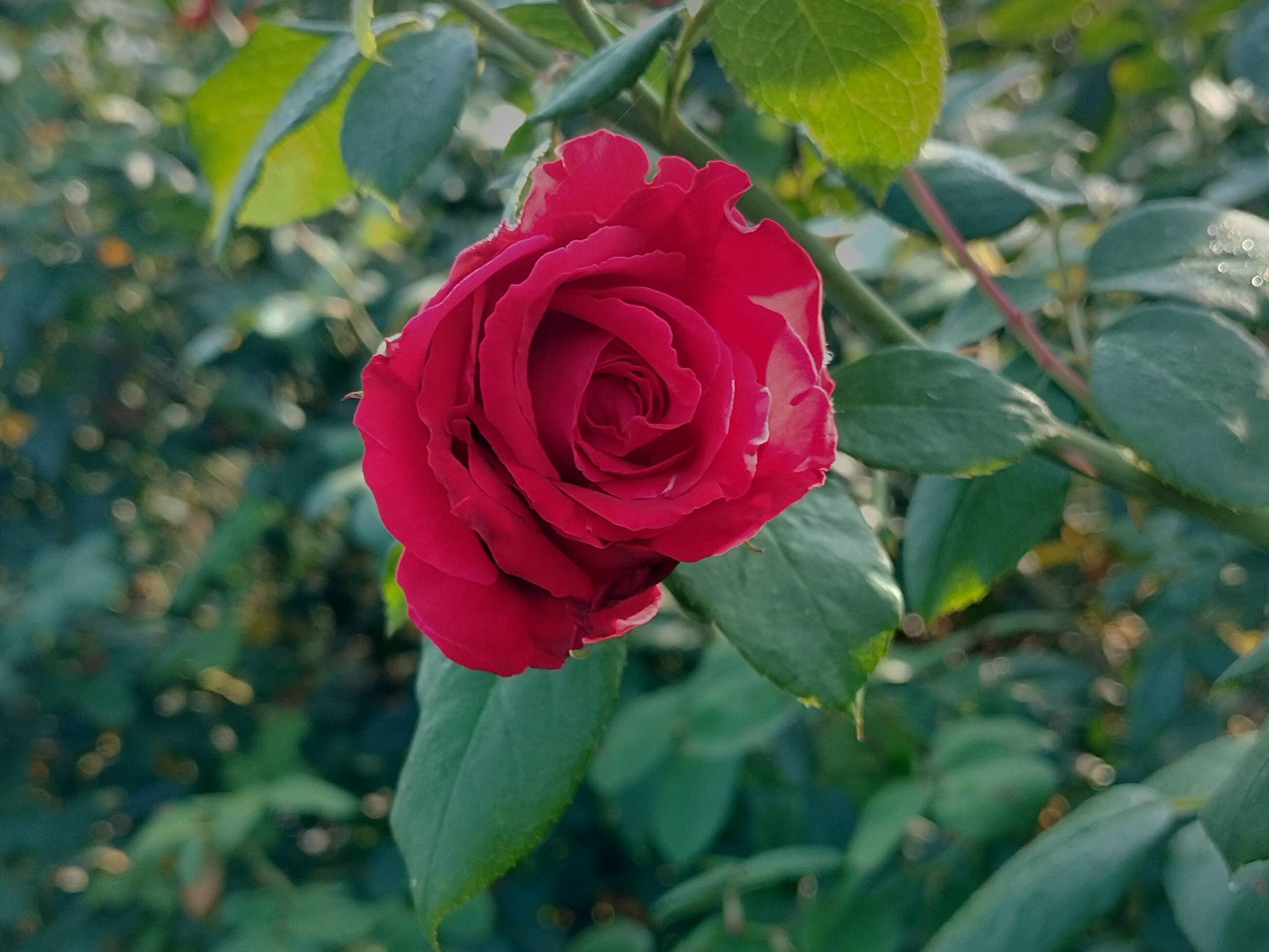 Red Rose for sale in Ahilyanagar, Maharashtra