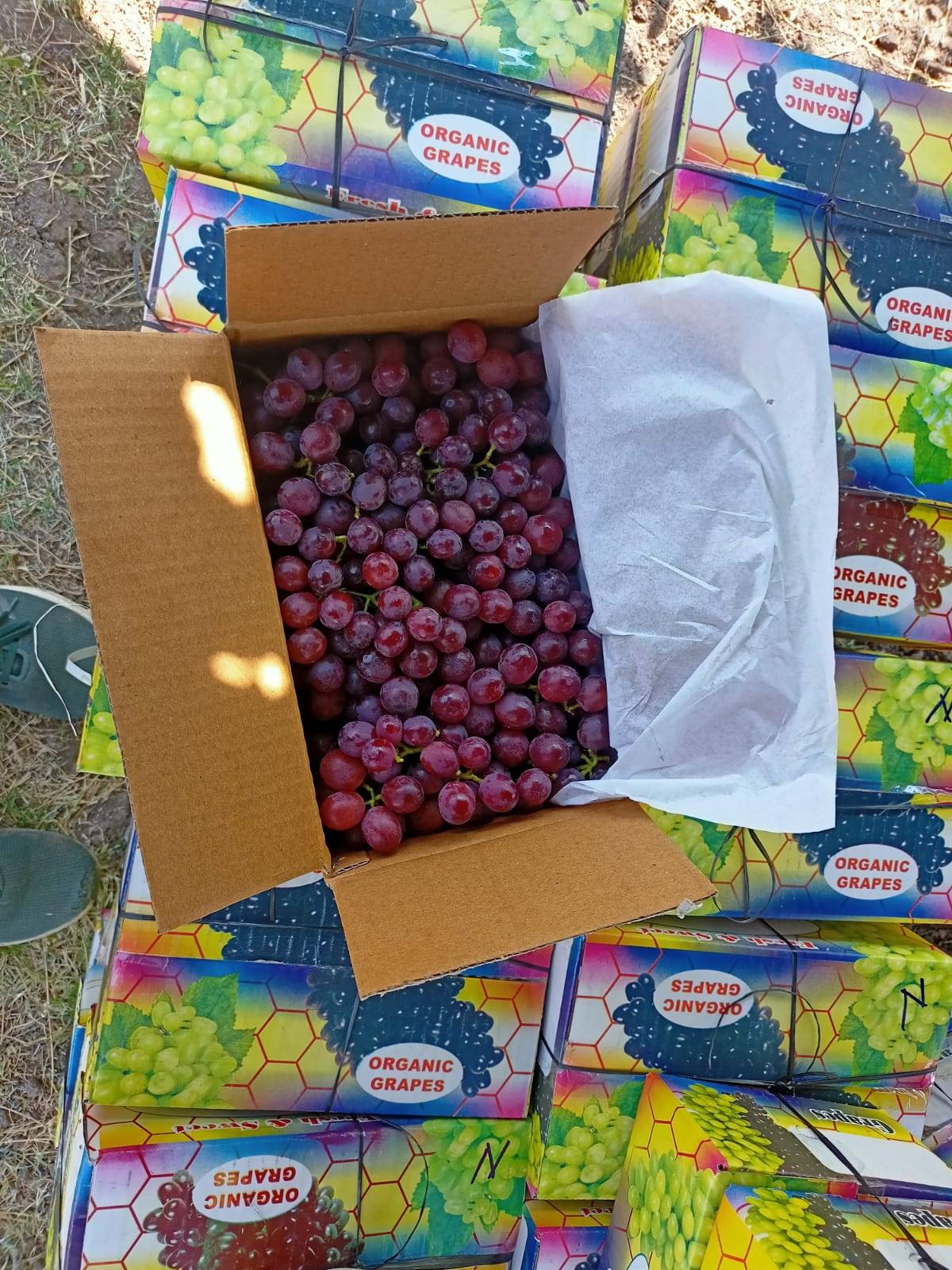 Grapes Red Globe