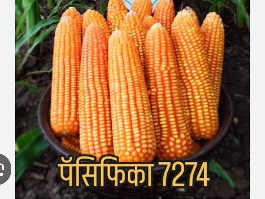 Dent Corn विक्रीसाठी, मध्य प्रदेश