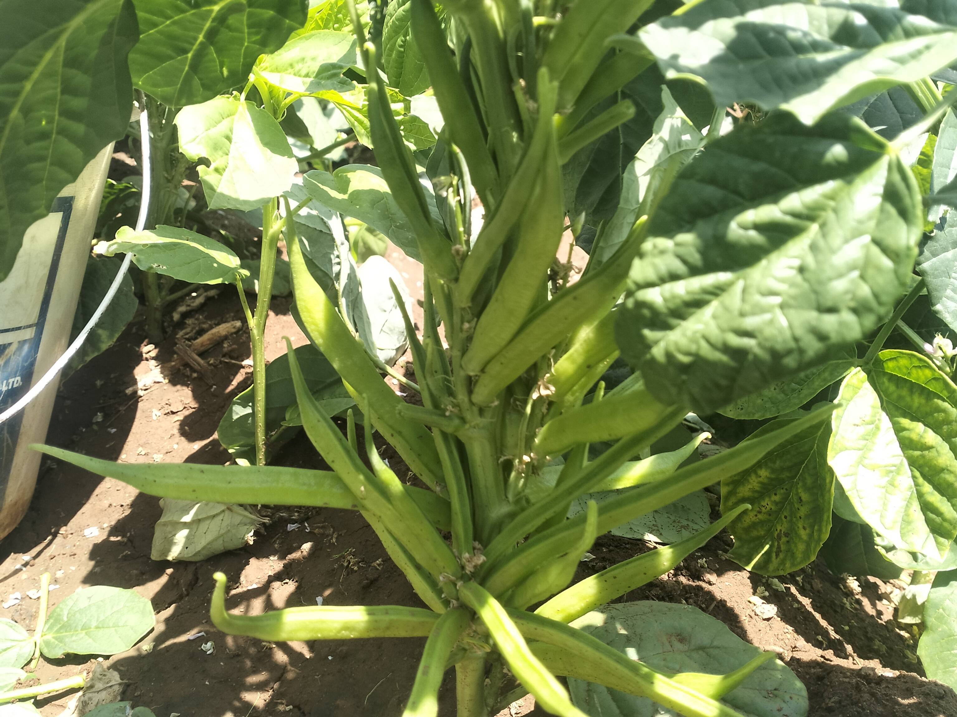 Cluster Beans for sale in Dhule, Maharashtra