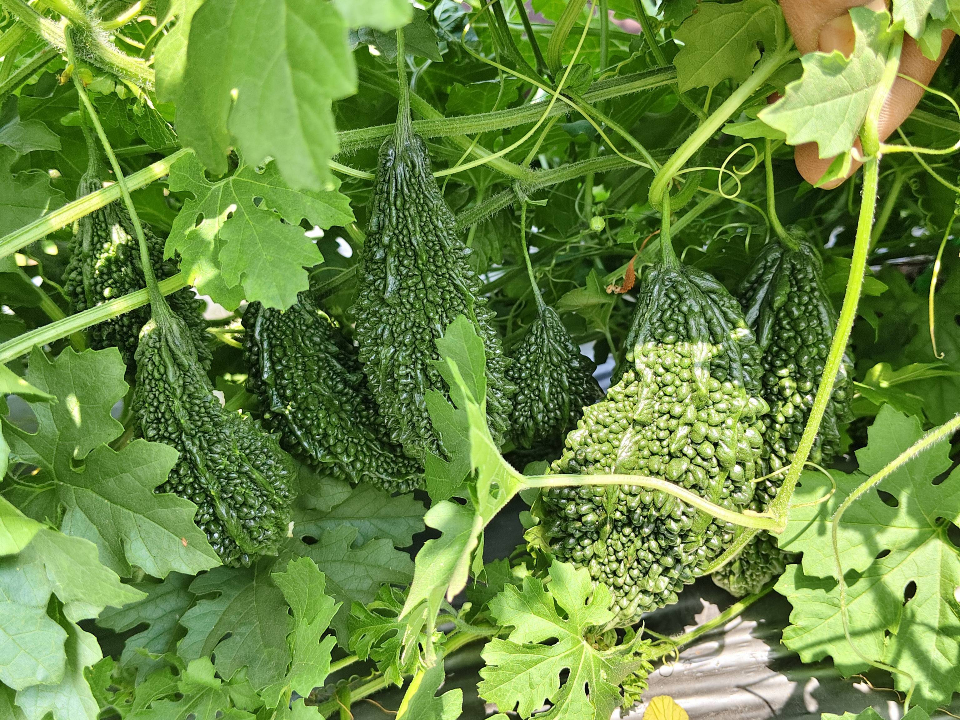 Green Bitter Gourd विक्रीसाठी, छत्रपती संभाजीनगर, महाराष्ट्र