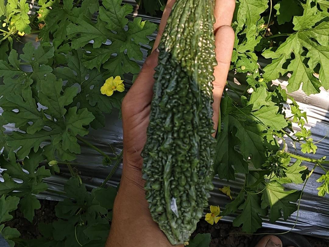 Green Bitter Gourd विक्रीसाठी, छत्रपती संभाजीनगर, महाराष्ट्र