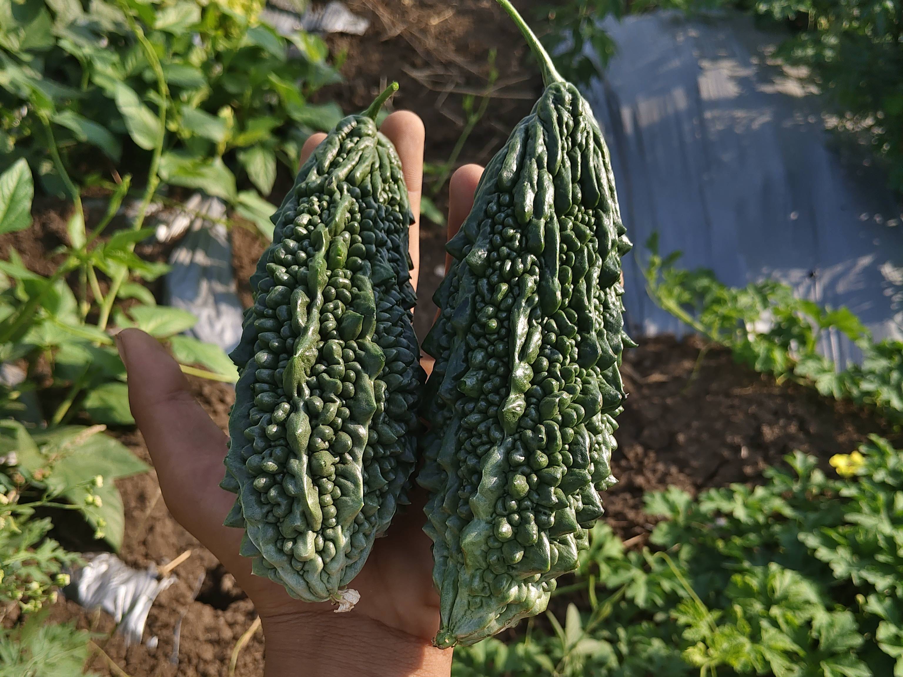 Green Bitter Gourd विक्रीसाठी, छत्रपती संभाजीनगर, महाराष्ट्र