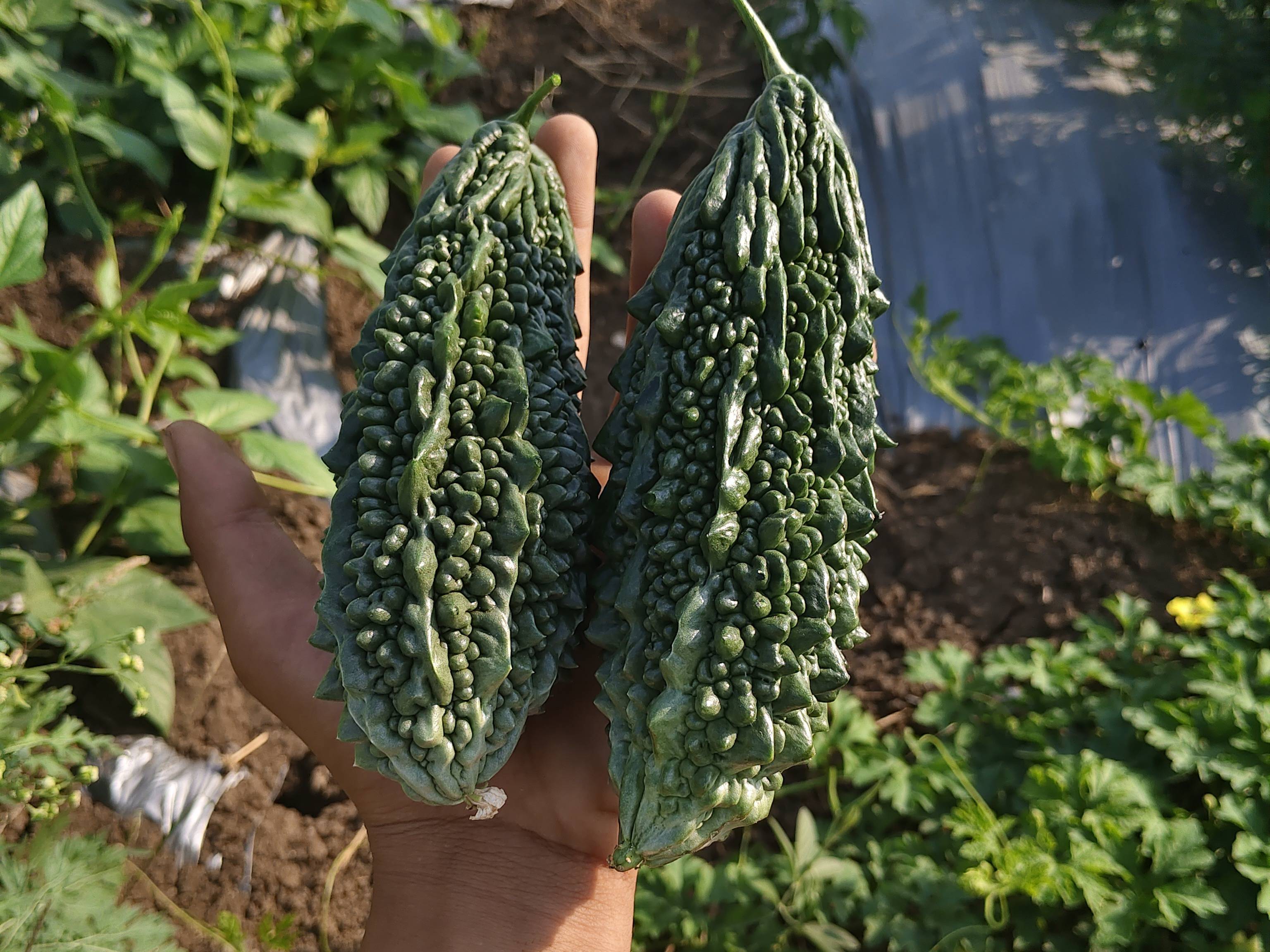 Green Bitter Gourd विक्रीसाठी, छत्रपती संभाजीनगर, महाराष्ट्र