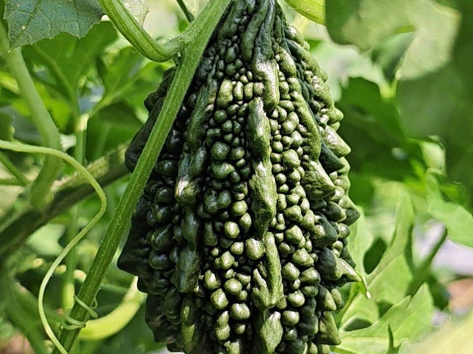 Green Bitter Gourd विक्रीसाठी, छत्रपती संभाजीनगर, महाराष्ट्र