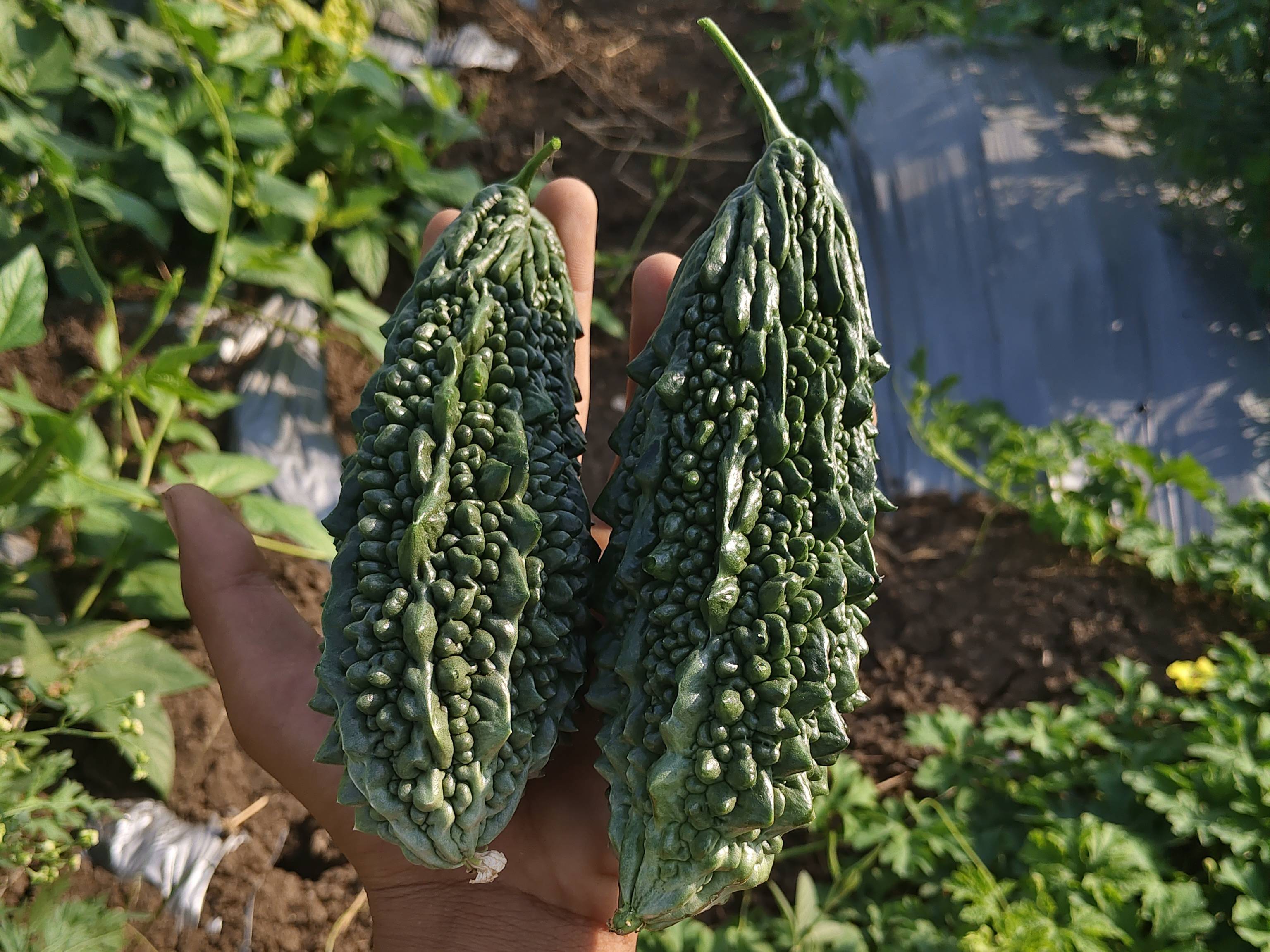 Green Bitter Gourd विक्रीसाठी, छत्रपती संभाजीनगर, महाराष्ट्र
