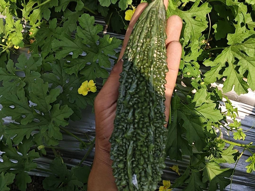 Green Bitter Gourd विक्रीसाठी, छत्रपती संभाजीनगर, महाराष्ट्र
