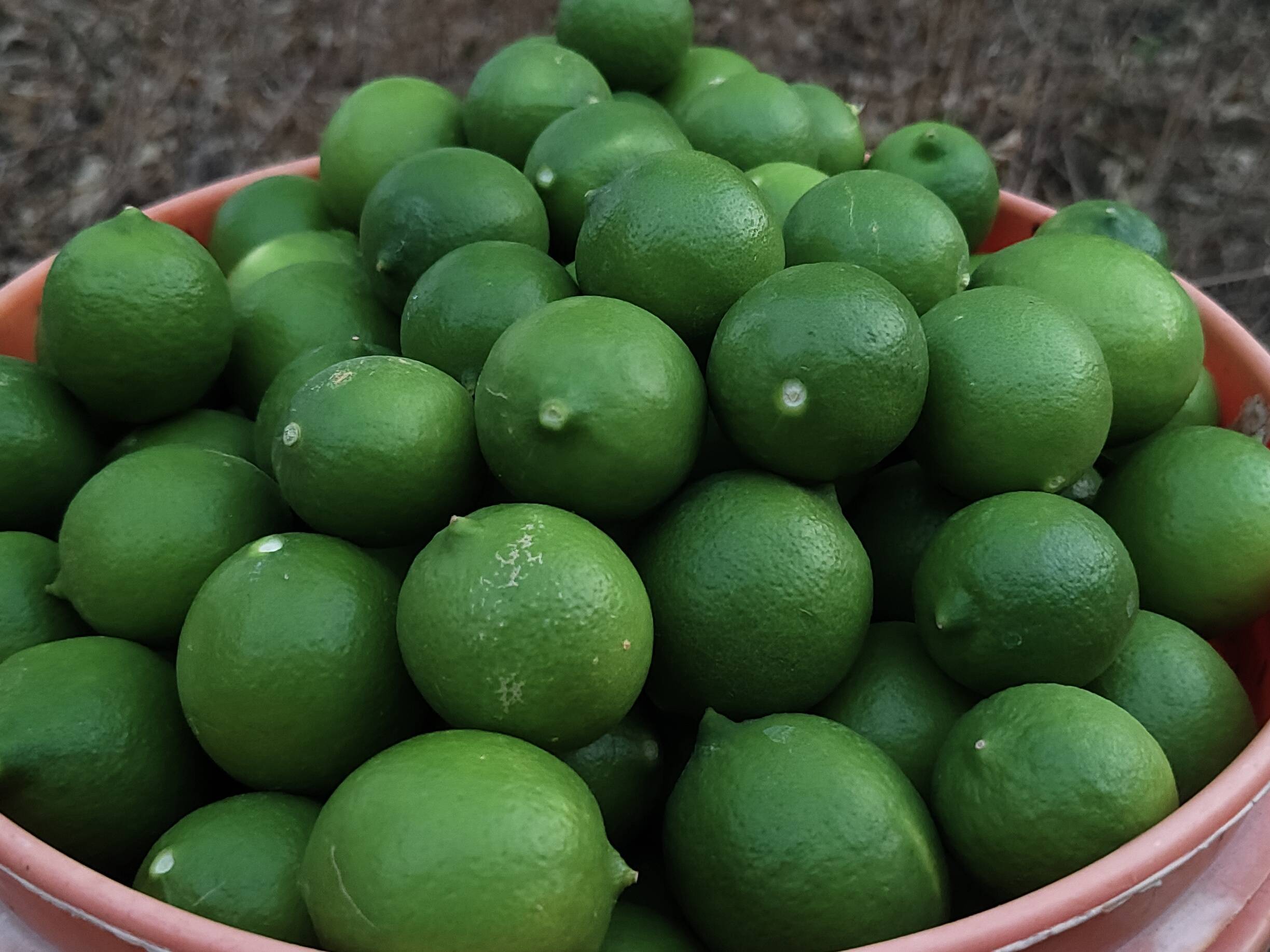 Kagzi Lime बिक्री के लिए, जालौर, राजस्थान