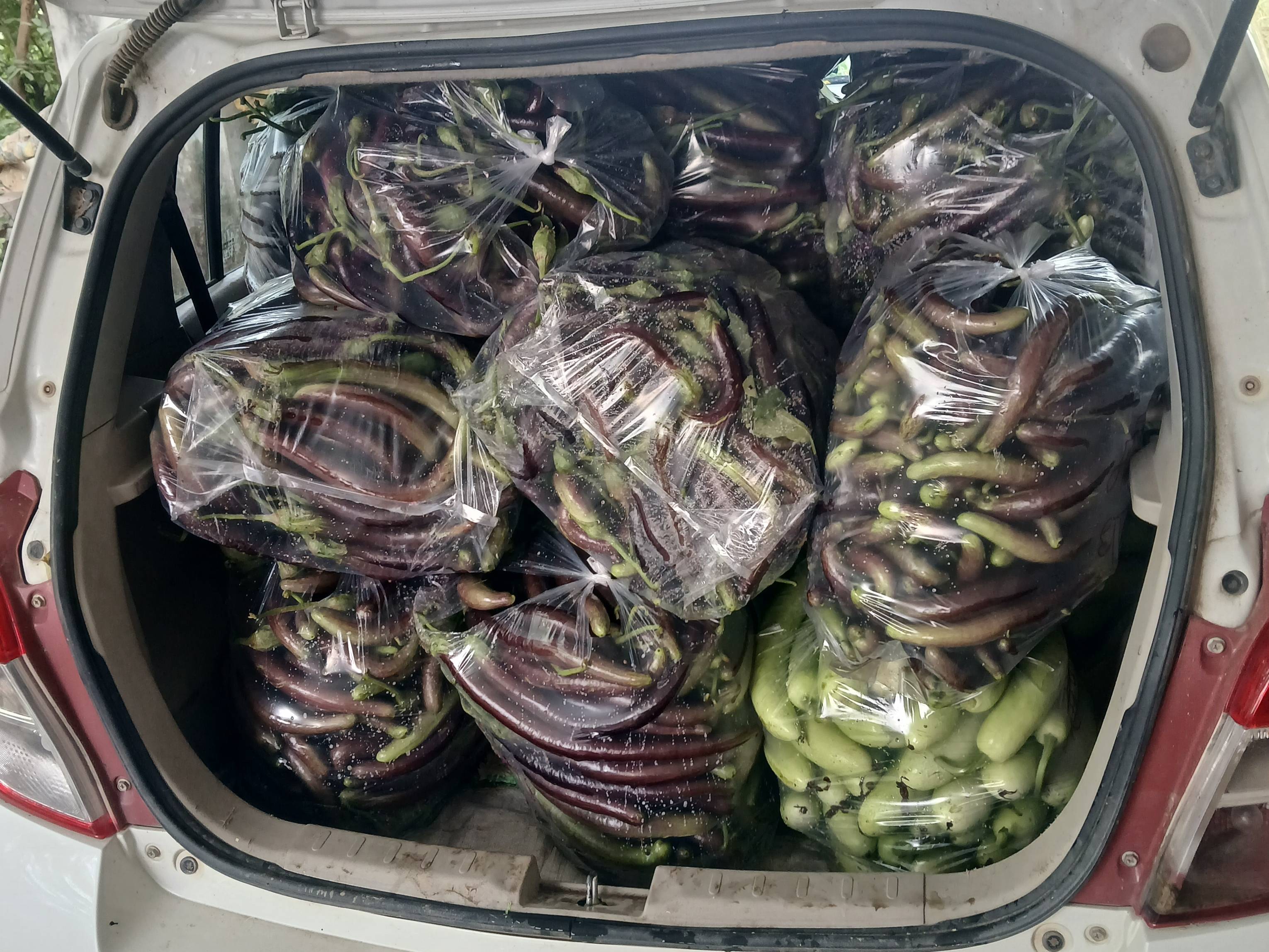 Long Brinjal for sale in Chittorgarh, Rajasthan