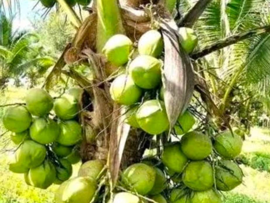 Green Tender Coconut for sale in Pune, Maharashtra