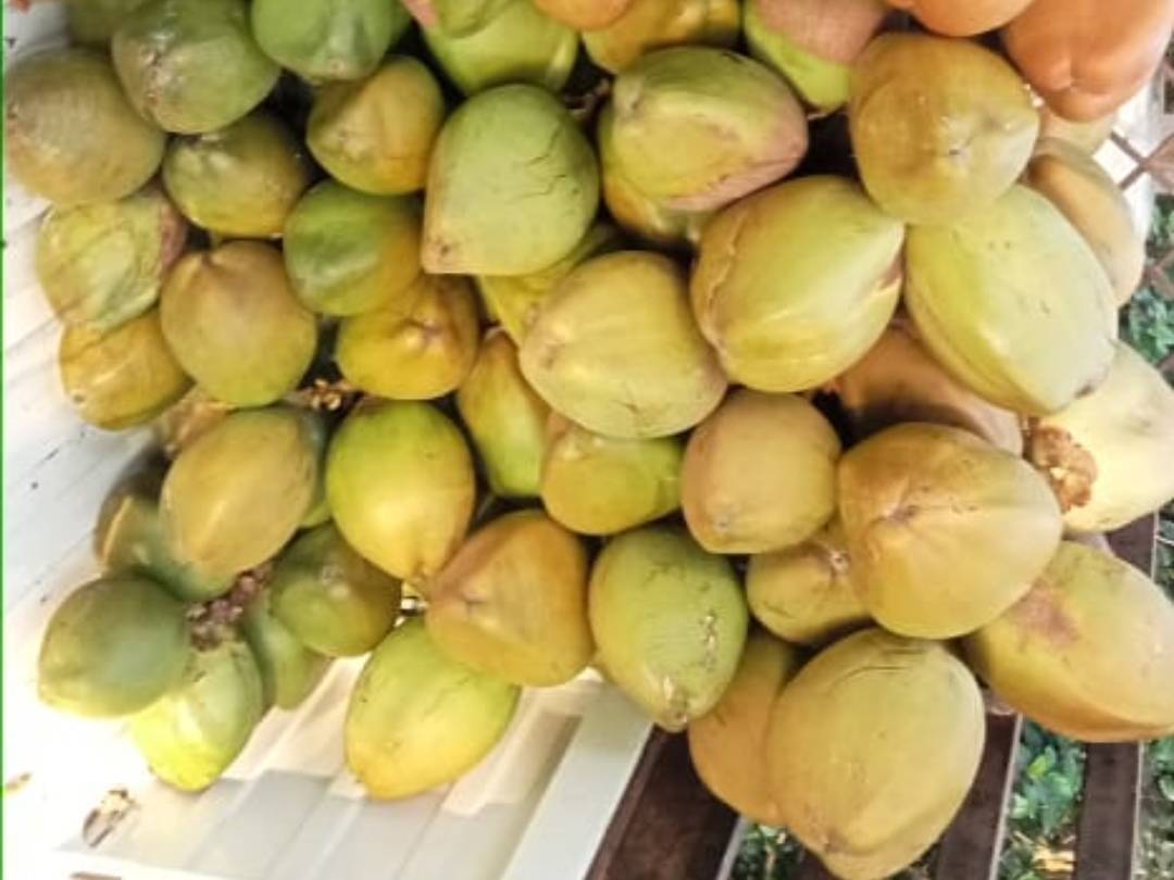 Green Tender Coconut for sale in Pune, Maharashtra