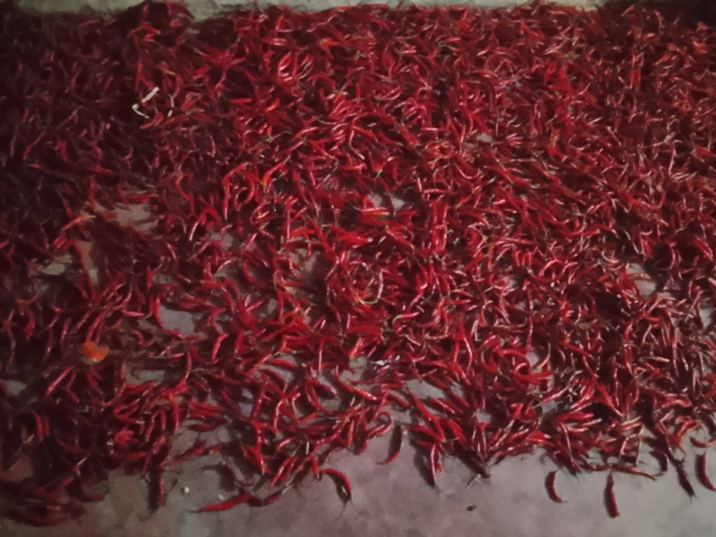 Dry Red Chilli for sale in Chittorgarh, Rajasthan