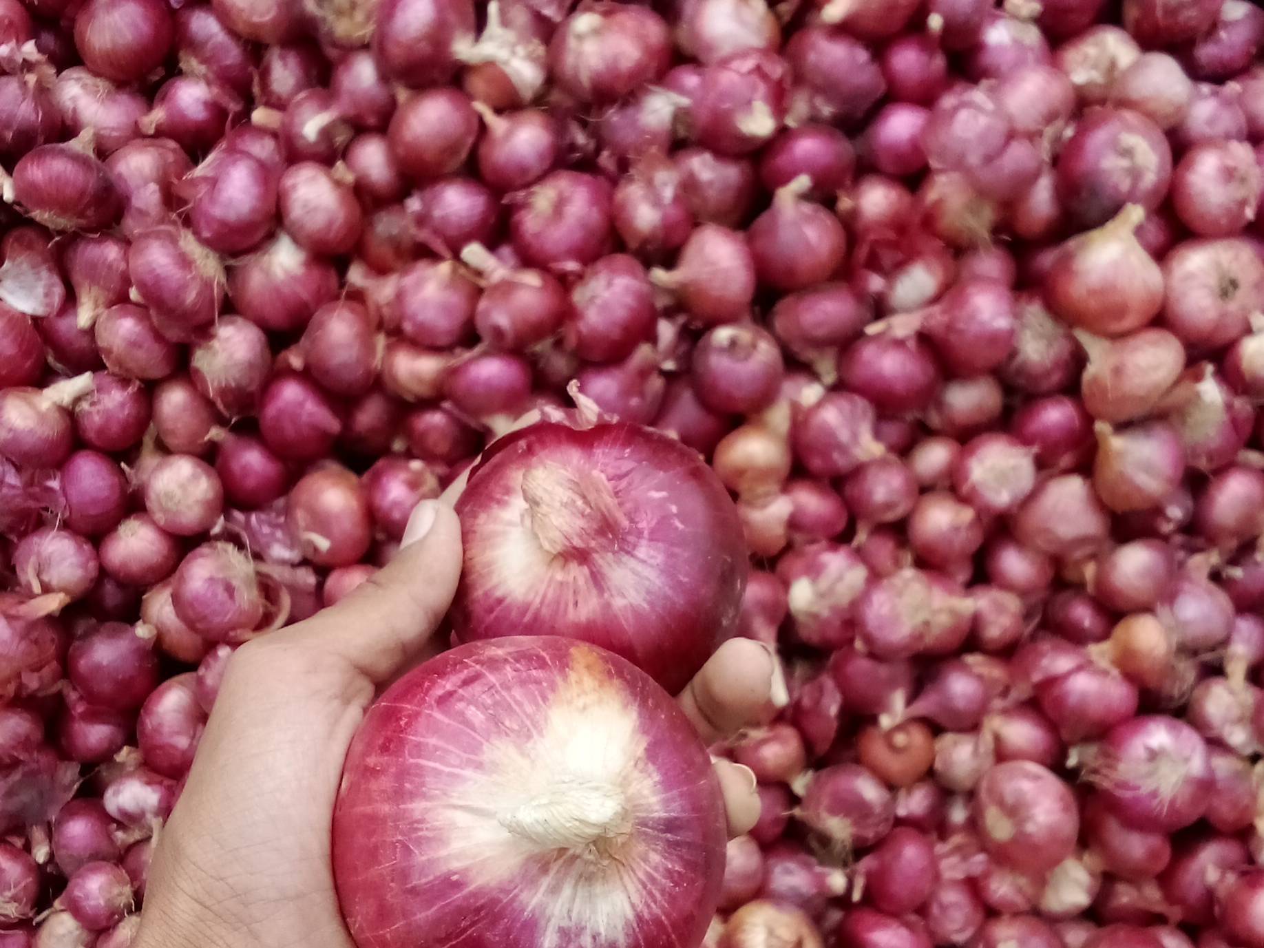 Red Onion for sale in Nashik, Maharashtra