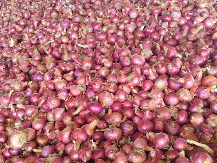 Red Onion for sale in Nashik, Maharashtra