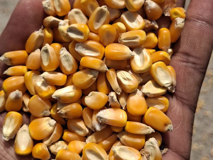 Dent Corn विक्रीसाठी, नाशिक, महाराष्ट्र