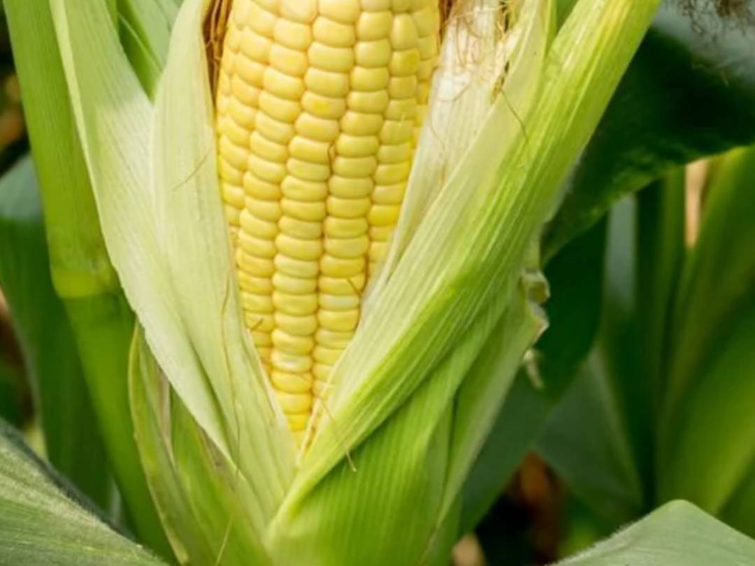 Sweet Corn बिक्री के लिए, रांची, झारखंड