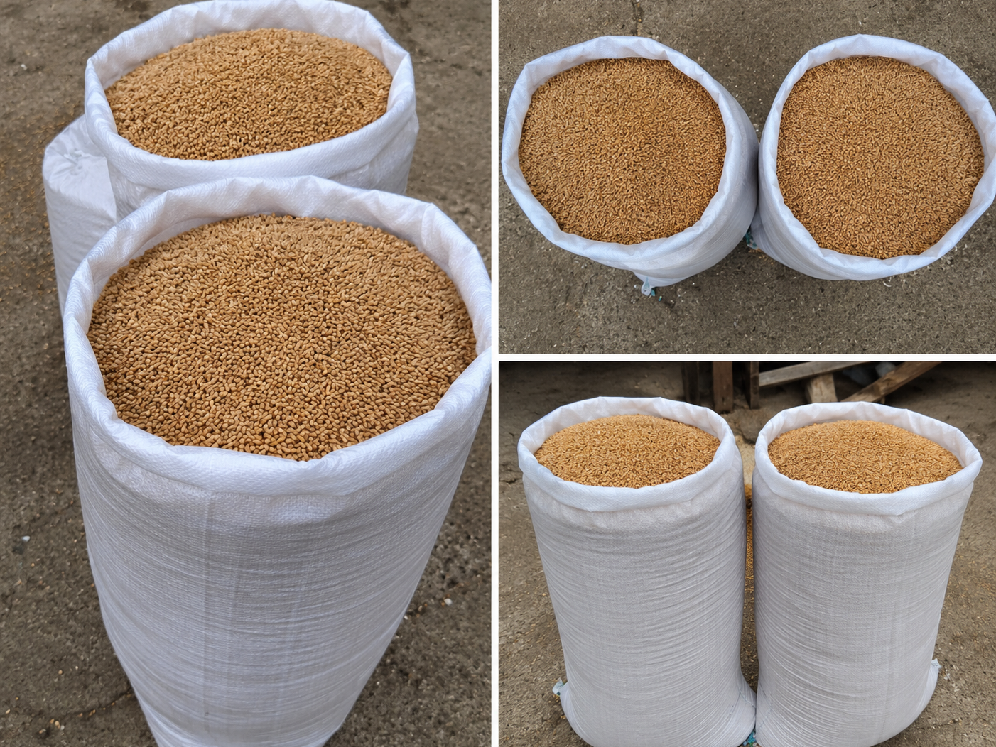 Bread Wheat for sale in Damoh, Madhya Pradesh