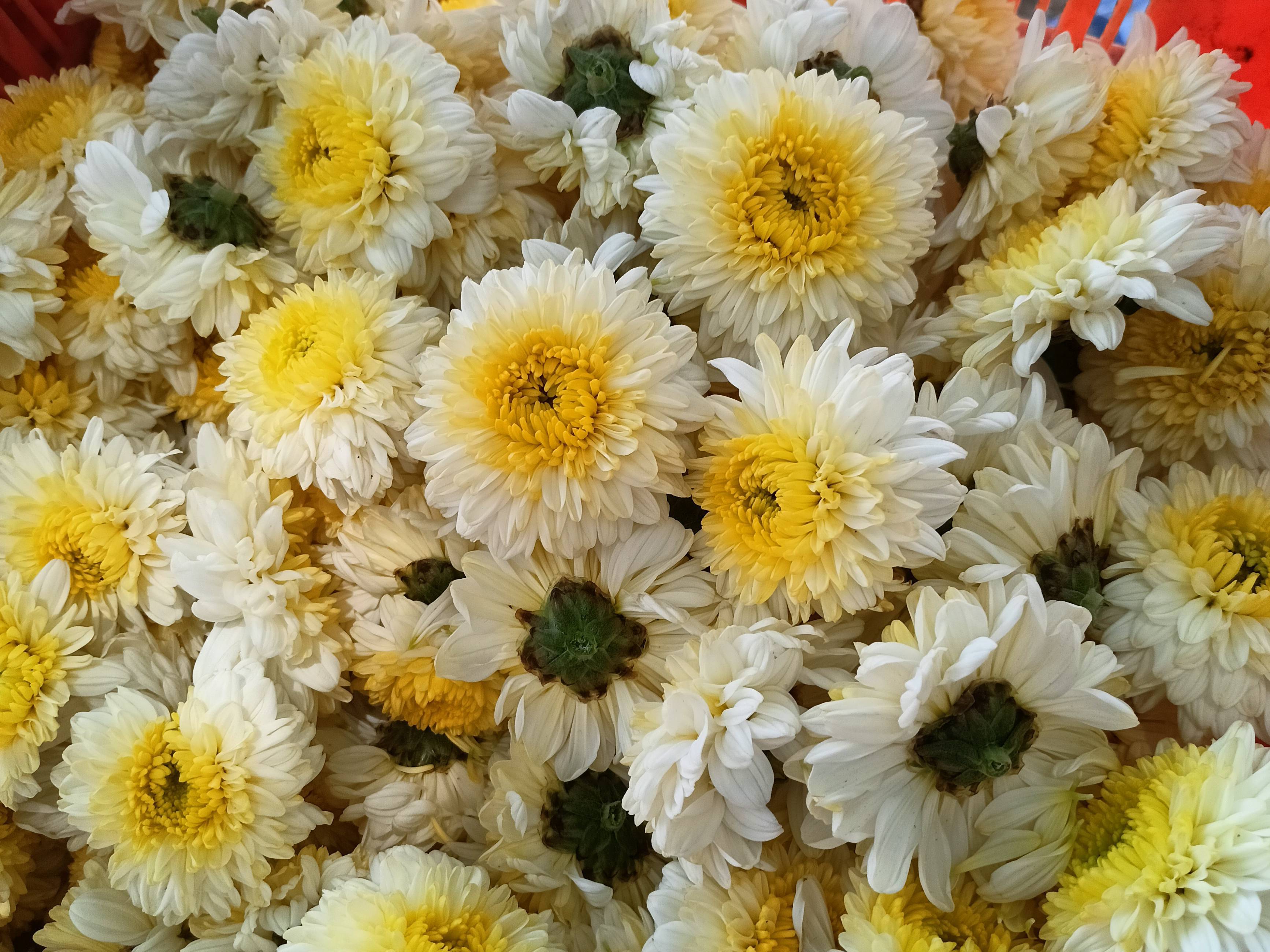 Chrysanthemums White Chrysanthemum