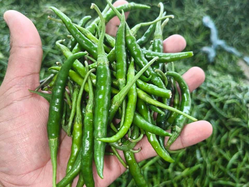 Green Chilli for sale in Nashik, Maharashtra