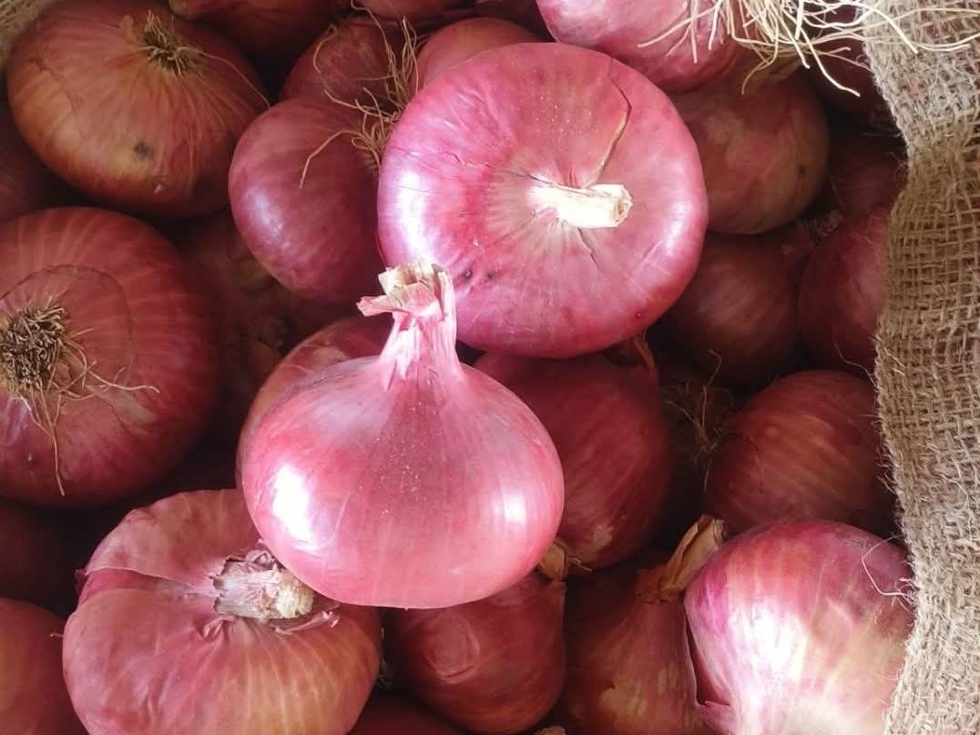 Red Onion हवे आहे, सूरत, गुजरात