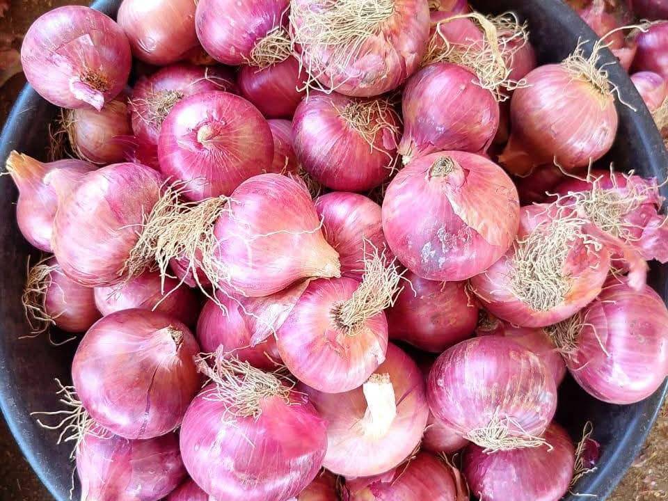 Red Onion हवे आहे, सूरत, गुजरात