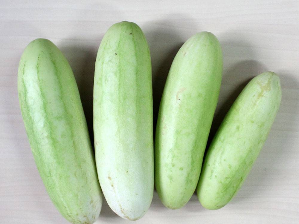 Green Cucumber विक्रीसाठी, अहिल्यानगर, महाराष्ट्र