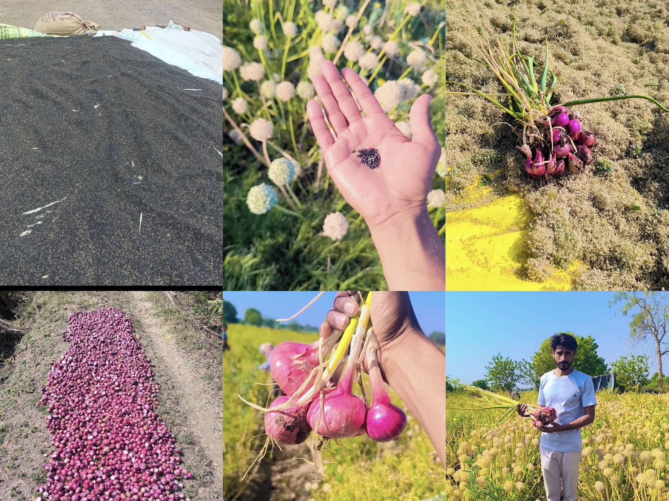 Red Onion Seeds बिक्री के लिए, छत्रपति संभाजीनगर, महाराष्ट्र