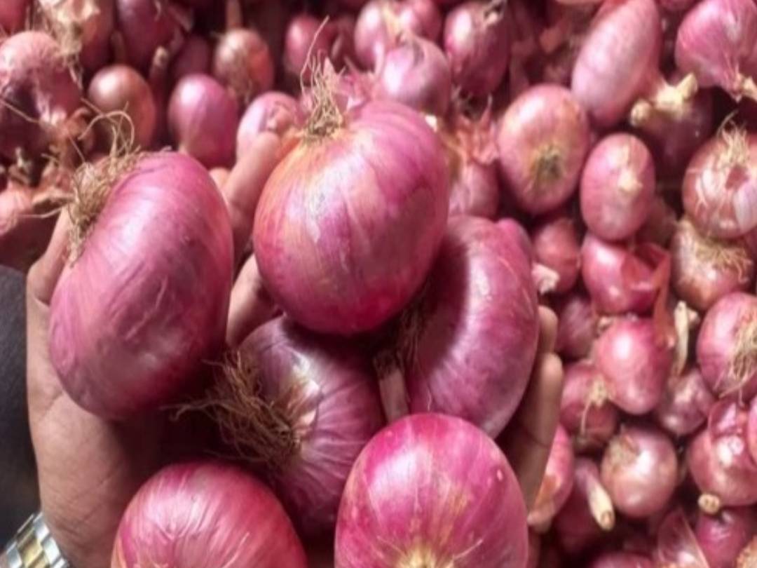 Red Onion बिक्री के लिए, नासिक, महाराष्ट्र