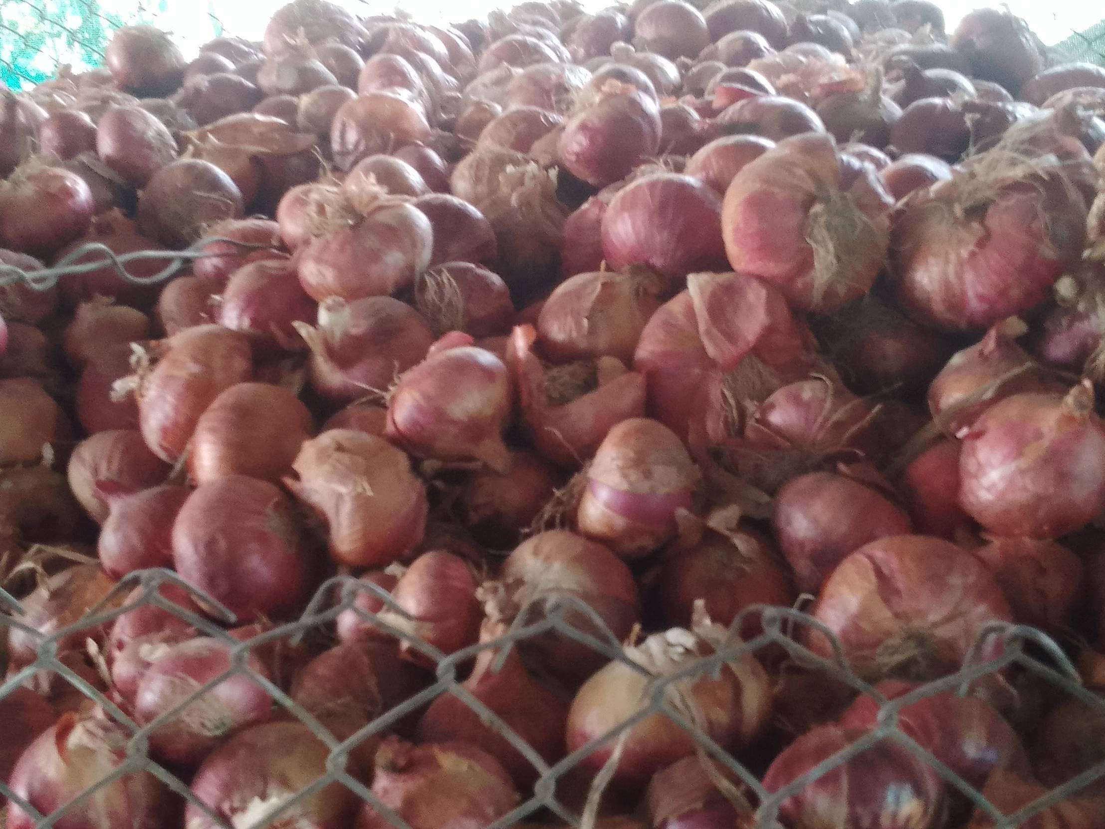 Summer Onion for sale in Maharashtra