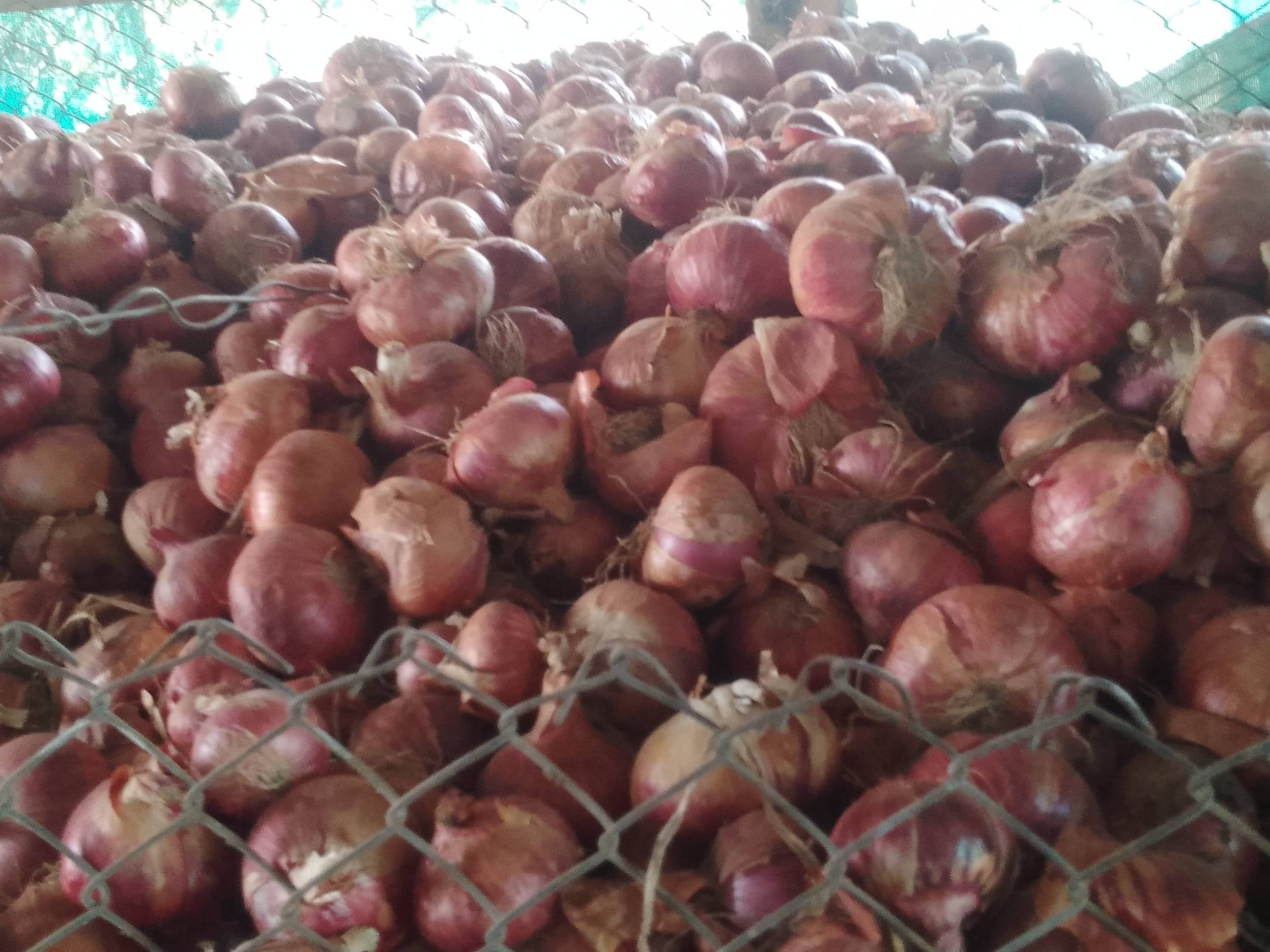 Summer Onion for sale in Maharashtra