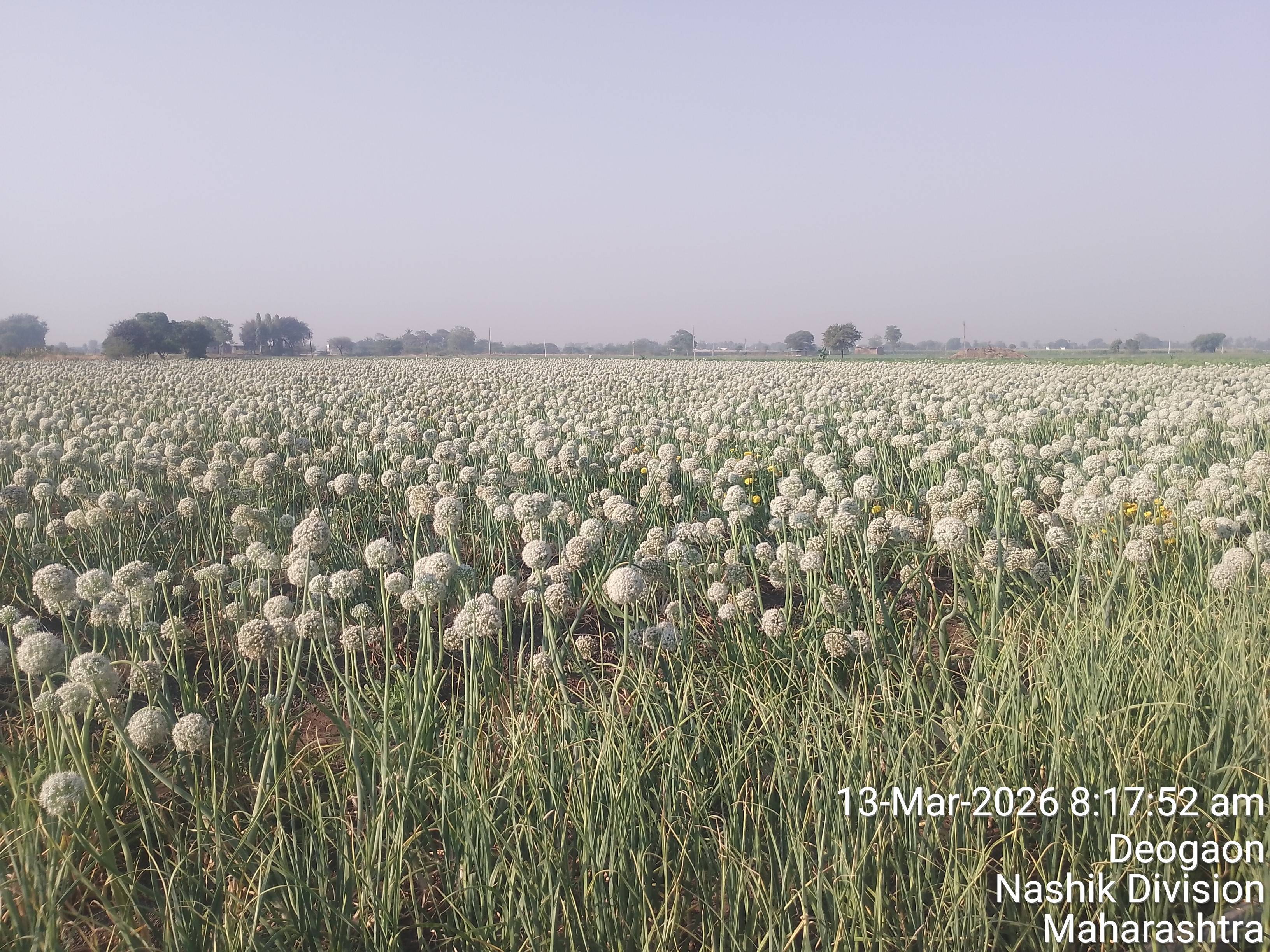 Pink Onion Seeds बिक्री के लिए, नासिक, महाराष्ट्र