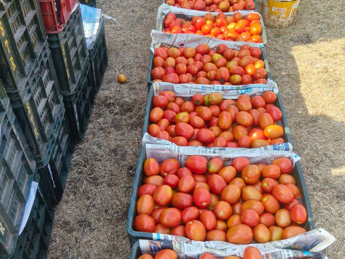 Roma Tomato विक्रीसाठी, सातारा, महाराष्ट्र