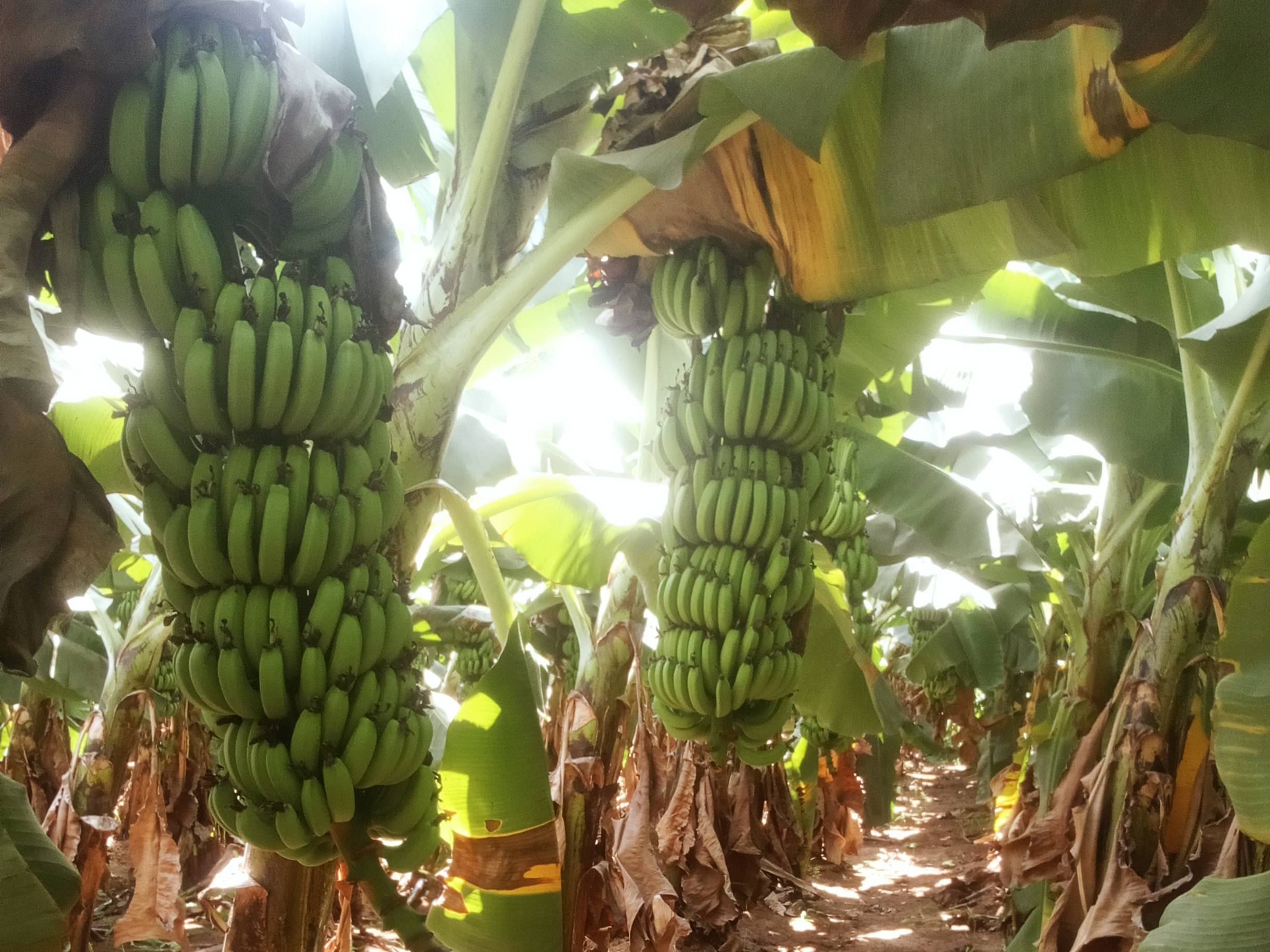 Green Banana विक्रीसाठी, आणंद, गुजरात